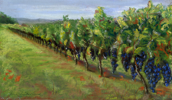 Malbec Vineyard, France