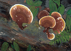 Mushrooms 2