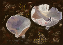 Mushrooms 4